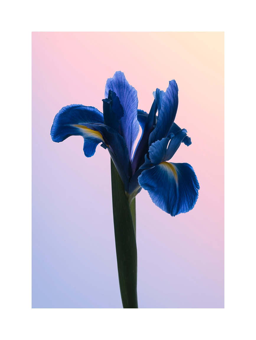 Close-up fine art photograph of a blue iris against a soft gradient background in pastel tones. Printed in Sweden, exclusive at Monday Gallery.