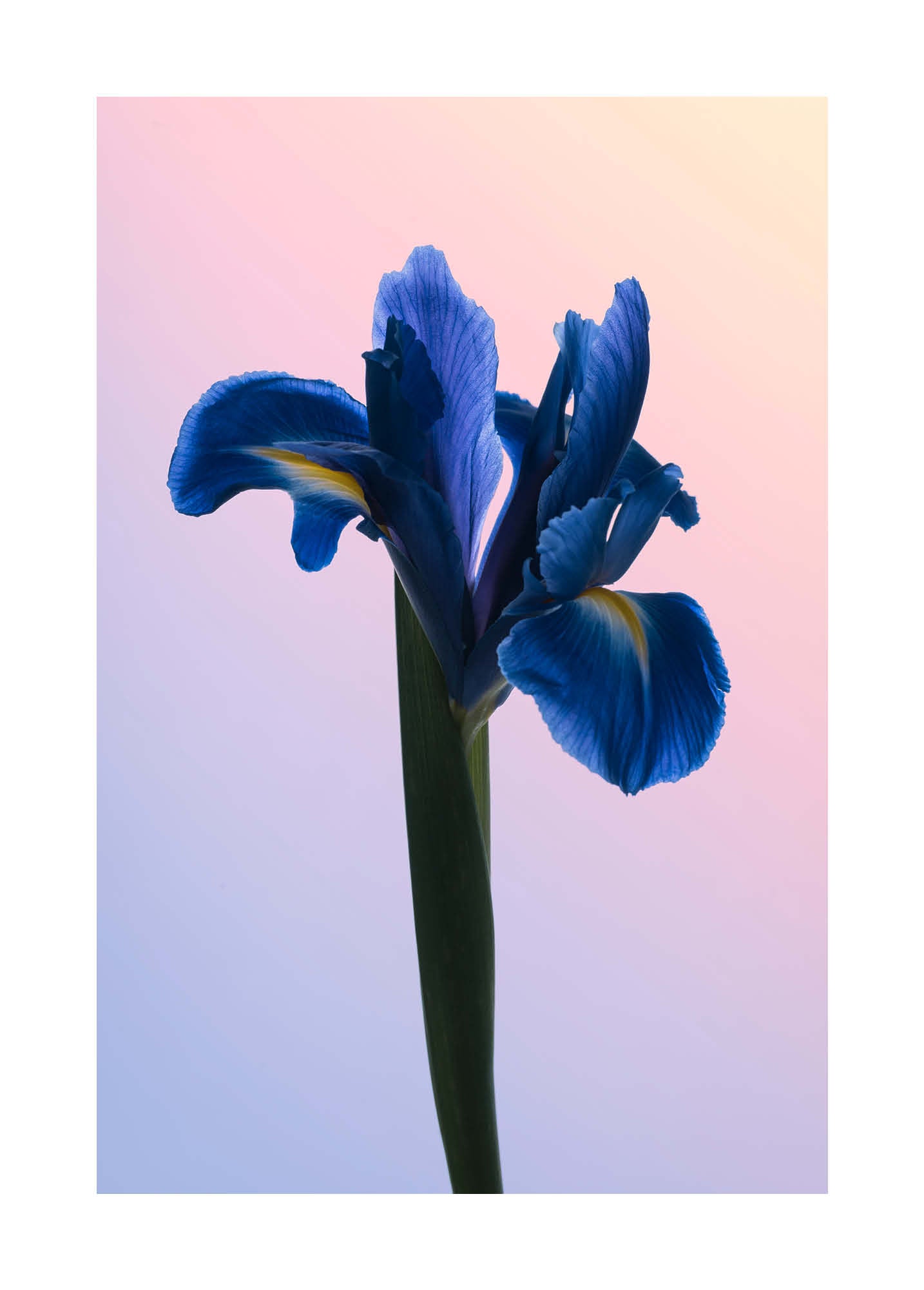 Close-up fine art photograph of a blue iris against a soft gradient background in pastel tones. Printed in Sweden, exclusive at Monday Gallery.