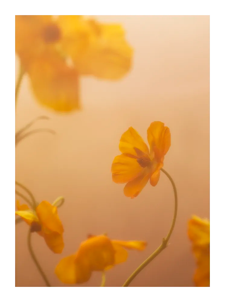 Close-up fine art photograph of delicate yellow flowers in warm golden light. Printed in Sweden, exclusive at Monday Gallery.