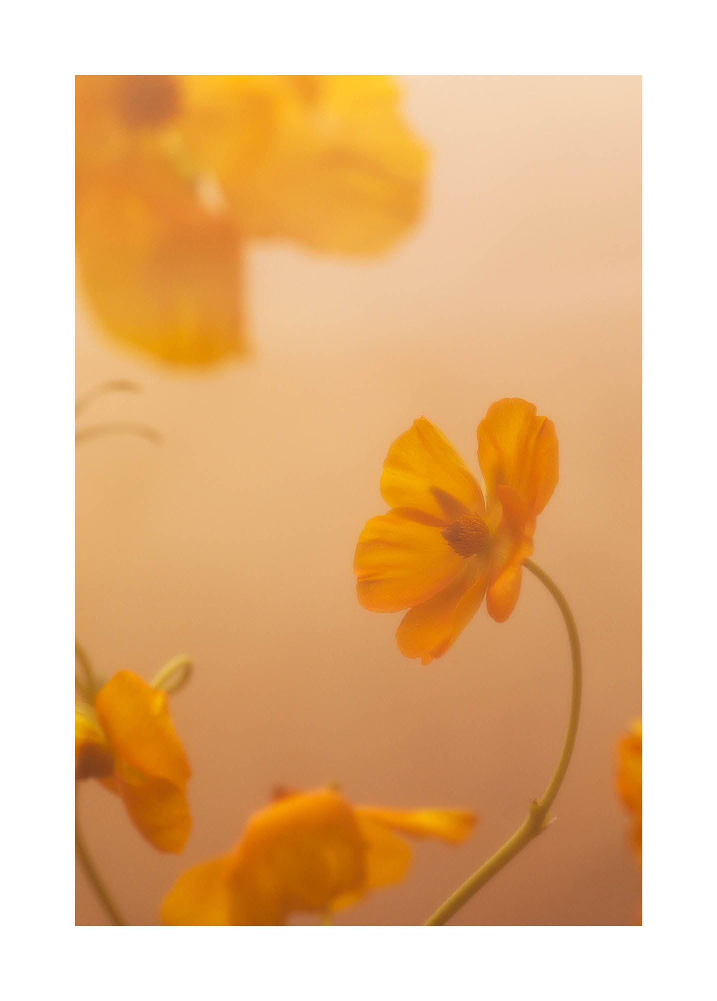 Close-up fine art photograph of delicate yellow flowers in warm golden light. Printed in Sweden, exclusive at Monday Gallery.