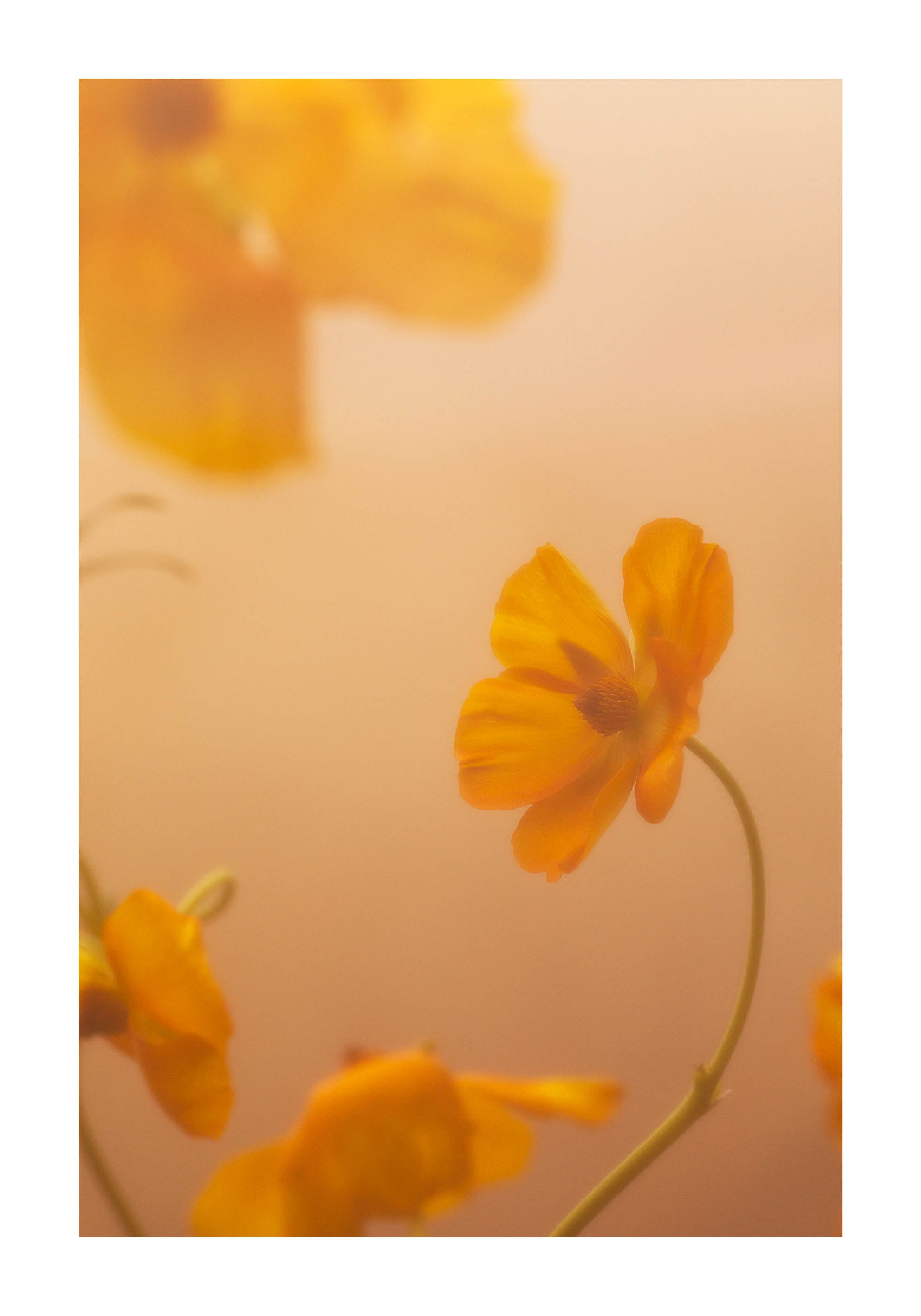 Close-up fine art photograph of delicate yellow flowers in warm golden light. Printed in Sweden, exclusive at Monday Gallery.