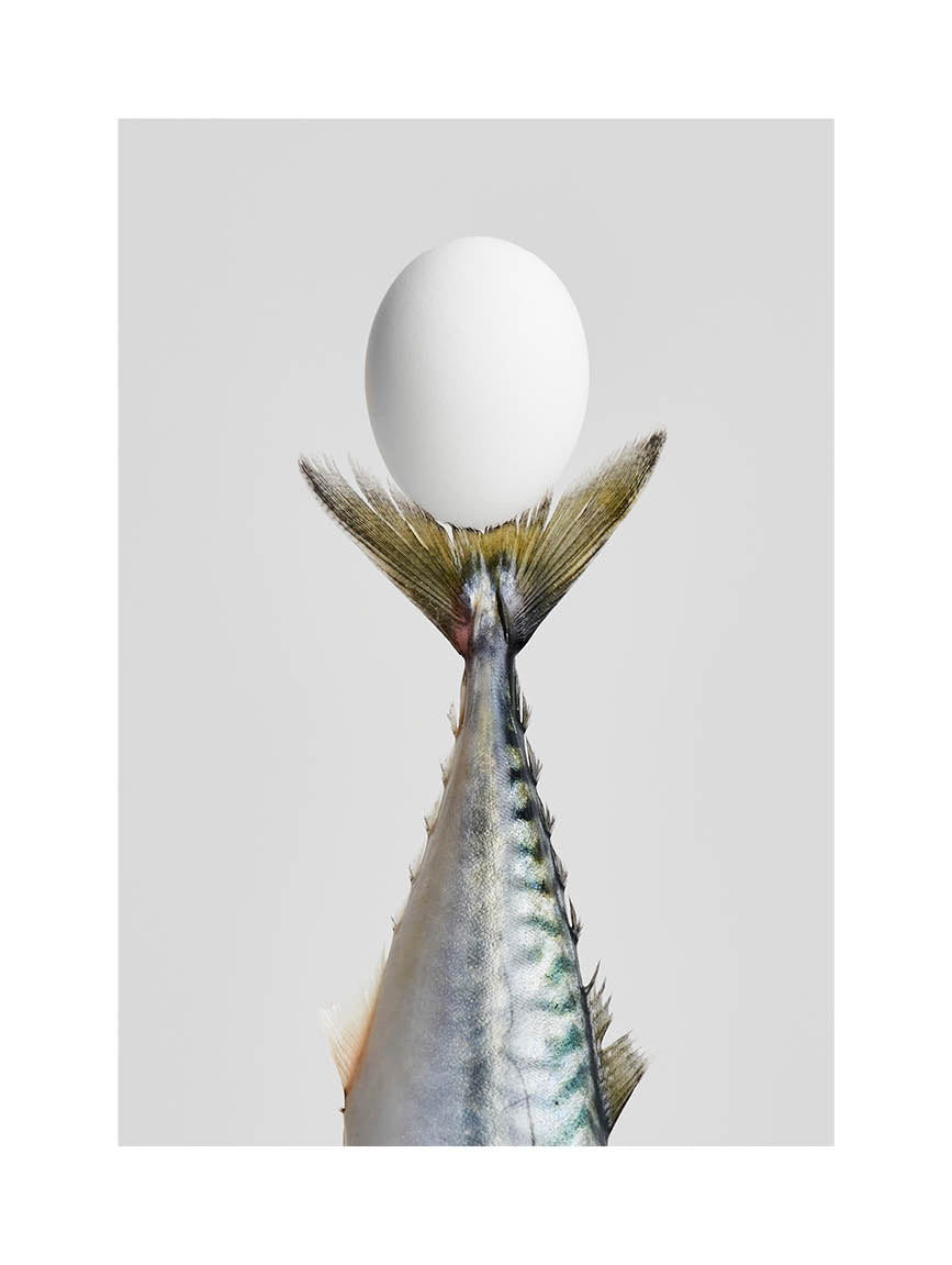 Conceptual fine art photograph of a fish tail balanced with an egg in minimalist composition. Printed in Sweden, exclusive at Monday Gallery.