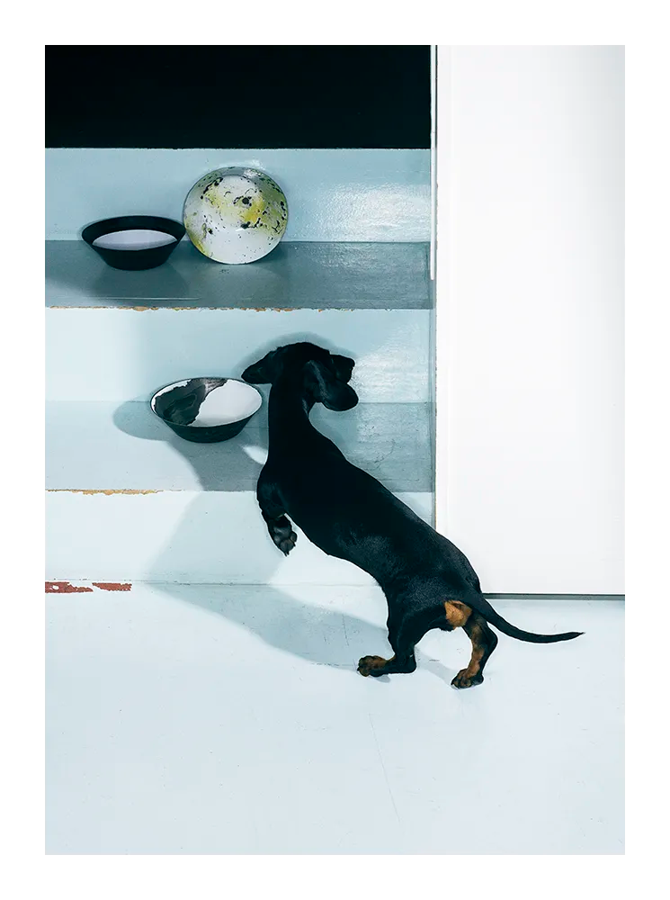Minimalist fine art print featuring a black dachshund in a modern Scandinavian interior with turquoise tones, photographed by Dana Ozollapa for Monday Gallery.