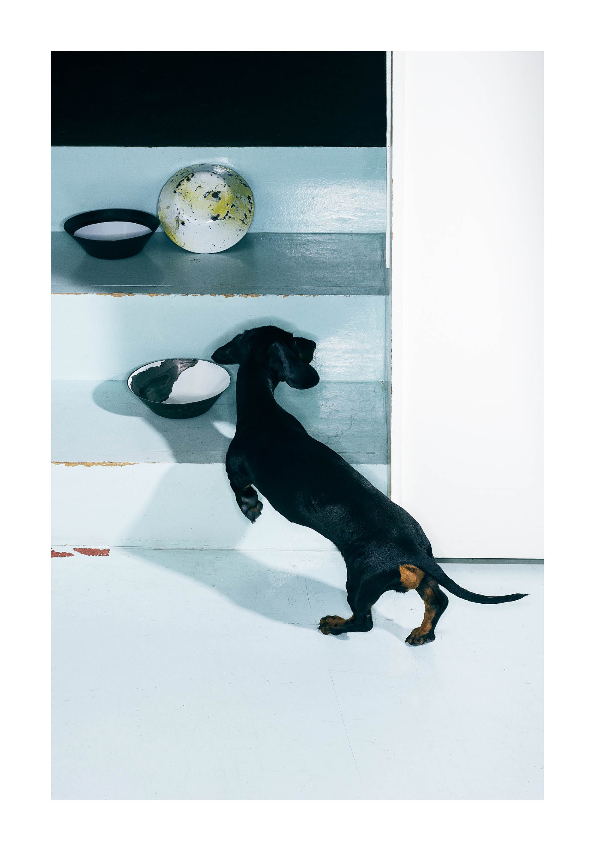 Minimalist fine art print featuring a black dachshund in a modern Scandinavian interior with turquoise tones, photographed by Dana Ozollapa for Monday Gallery.