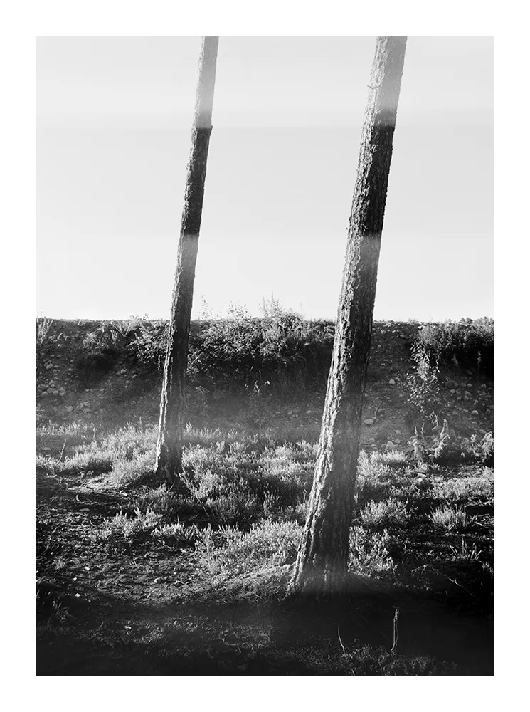 Black and white fine art photograph of a tranquil forest landscape with vertical tree trunks and soft natural light, minimalist composition.