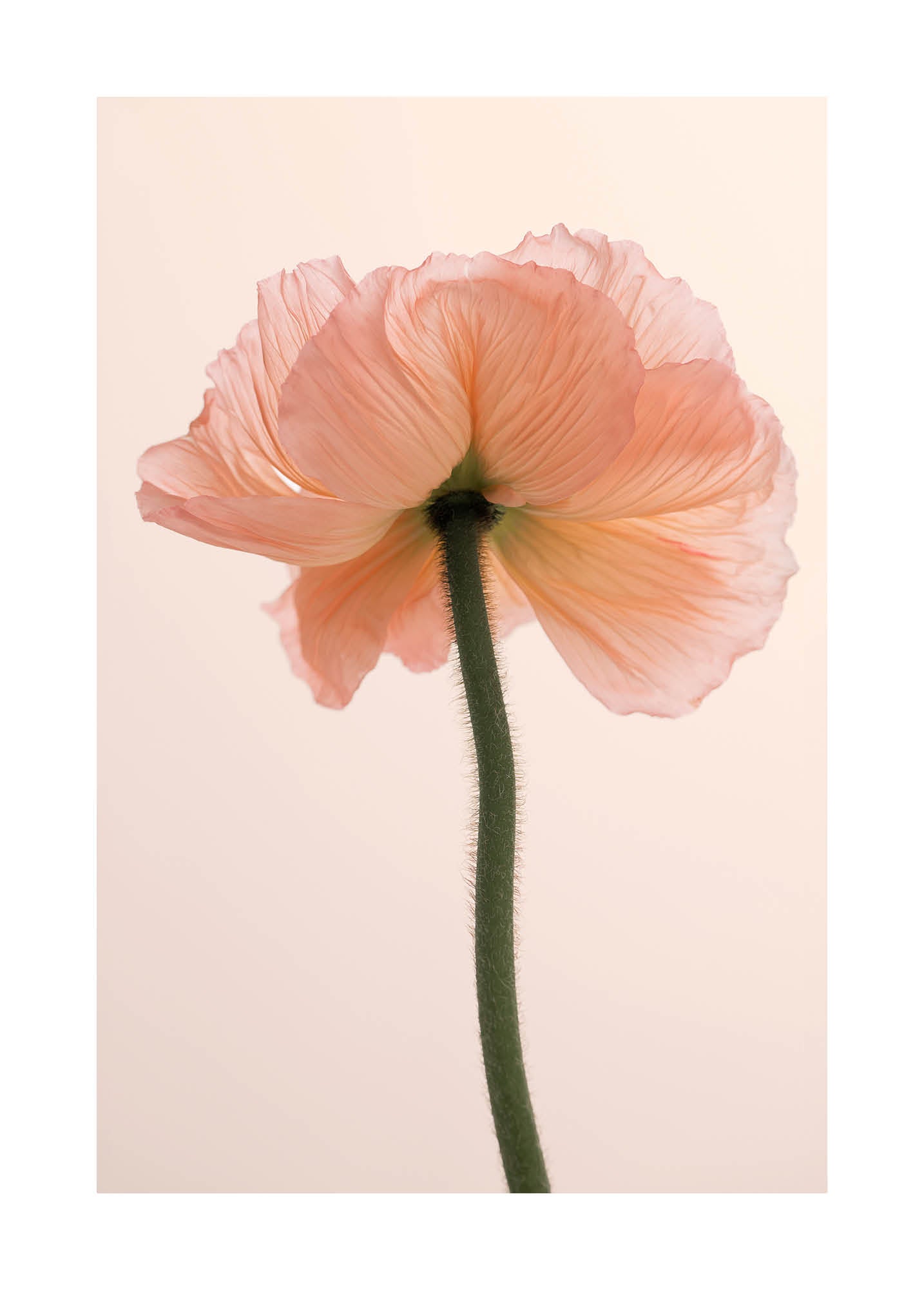 Close-up of a pink poppy flower against a soft pastel background. Minimalist fine art photography inspired by Scandinavian design. Printed in Sweden, exclusive at Monday Gallery.