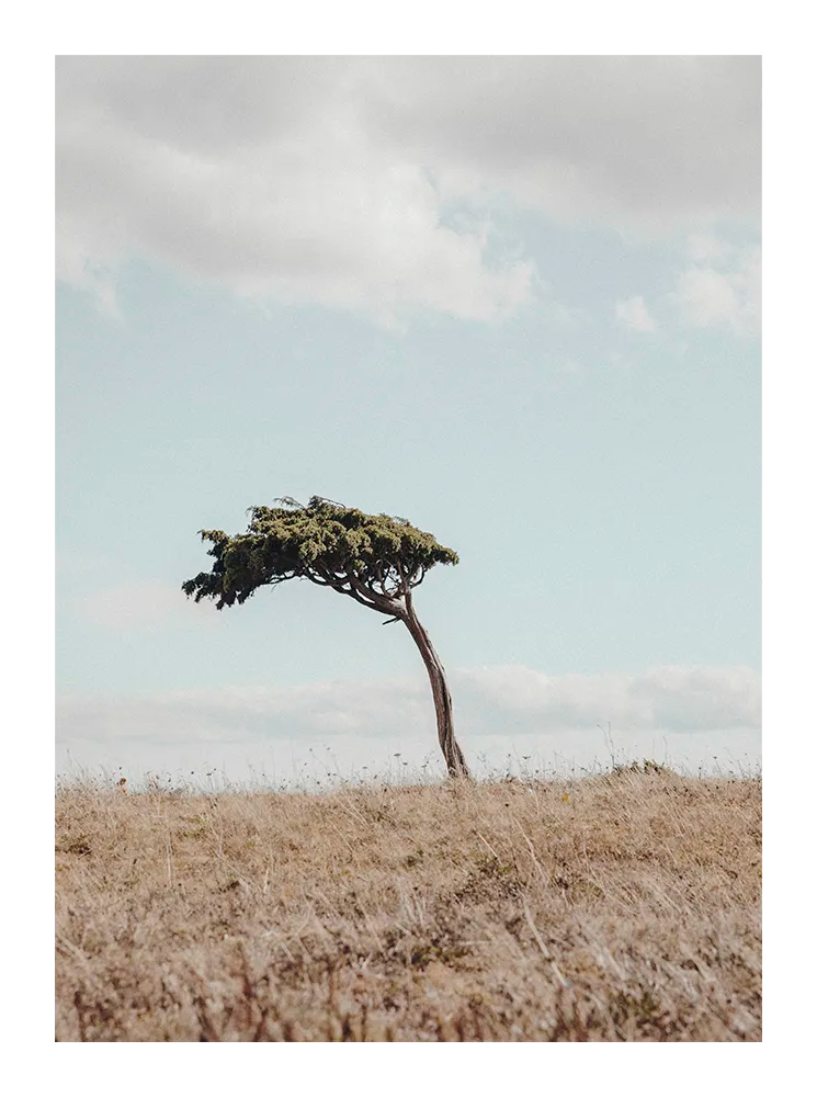 Minimalist landscape photograph of a solitary tree on dry grassland under a pale blue sky.