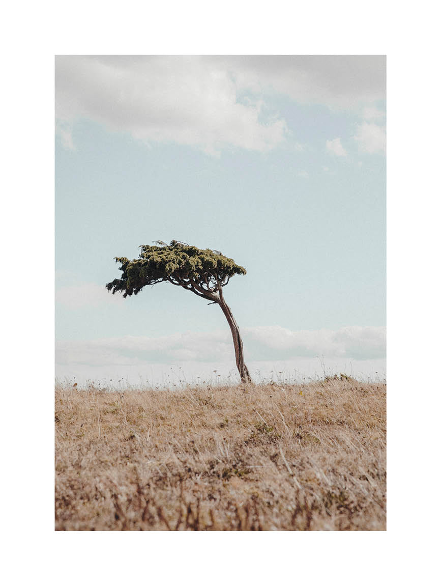 Minimalist landscape photograph of a solitary tree on dry grassland under a pale blue sky.