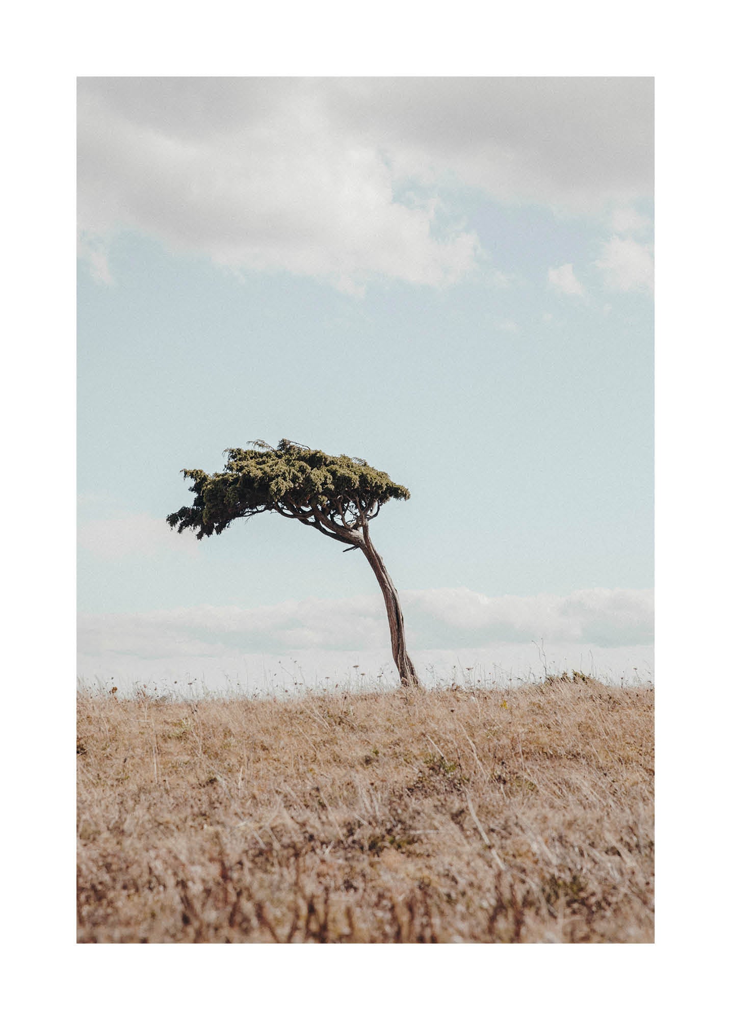 Minimalist landscape photograph of a solitary tree on dry grassland under a pale blue sky.
