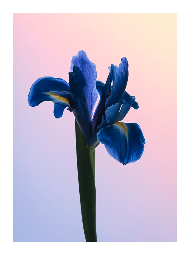 Close-up fine art photograph of a blue iris against a soft gradient background in pastel tones. Printed in Sweden, exclusive at Monday Gallery.
