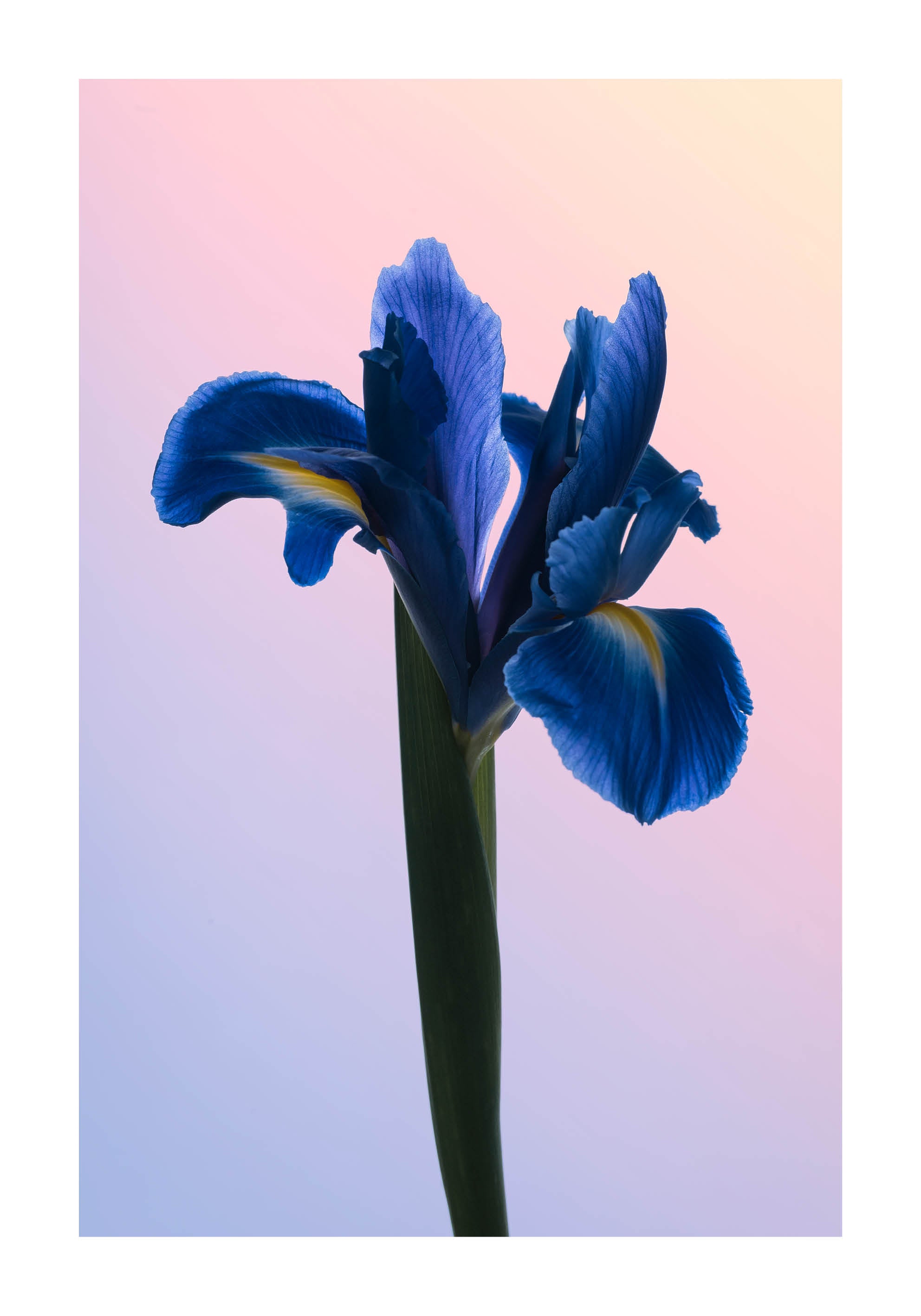 Close-up fine art photograph of a blue iris against a soft gradient background in pastel tones. Printed in Sweden, exclusive at Monday Gallery.
