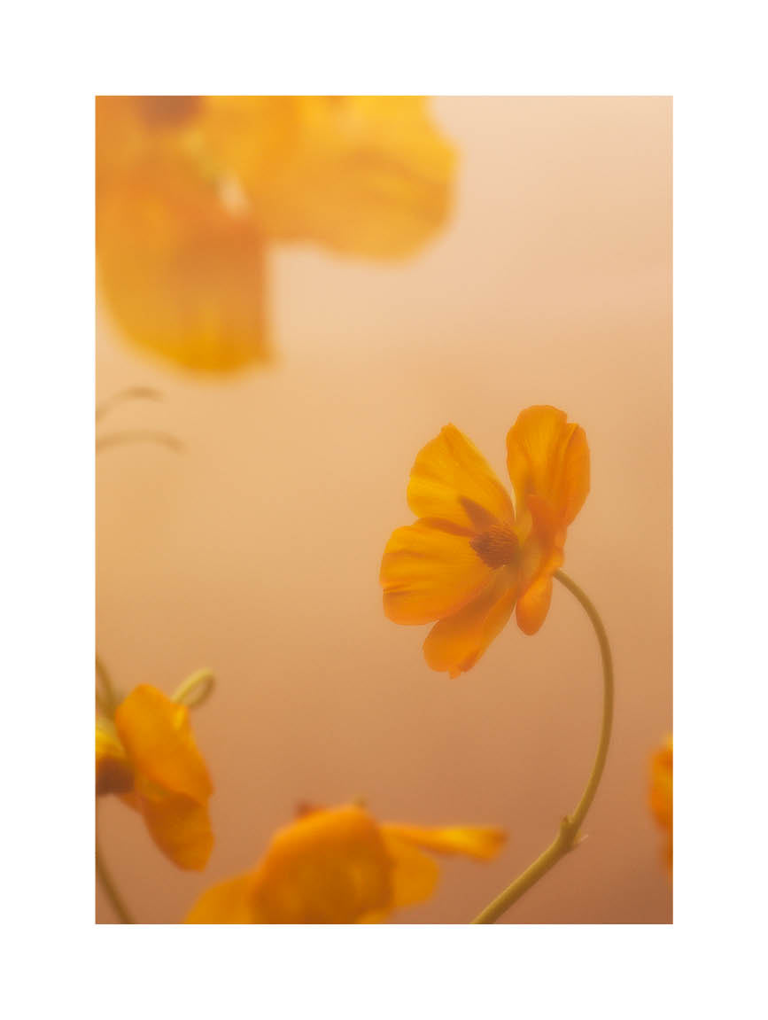 Close-up fine art photograph of delicate yellow flowers in warm golden light. Printed in Sweden, exclusive at Monday Gallery.