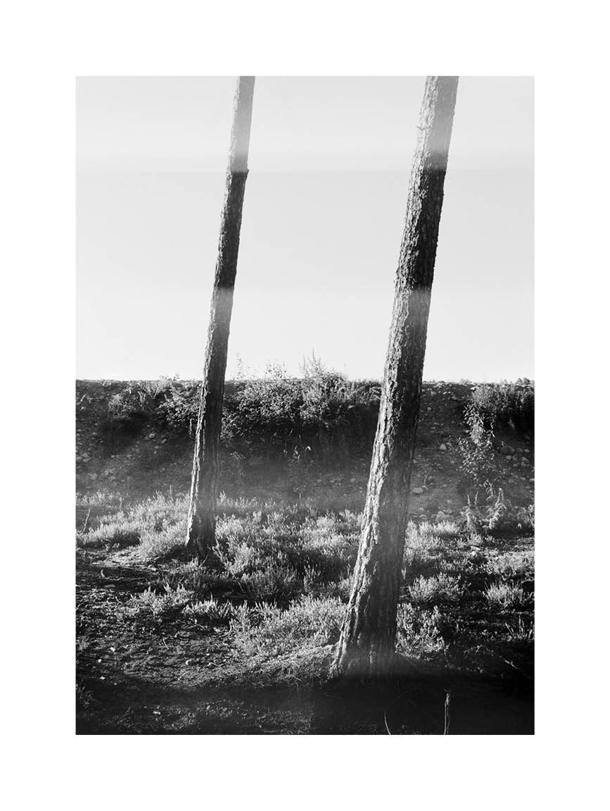 Black and white fine art photograph of a tranquil forest landscape with vertical tree trunks and soft natural light, minimalist composition.