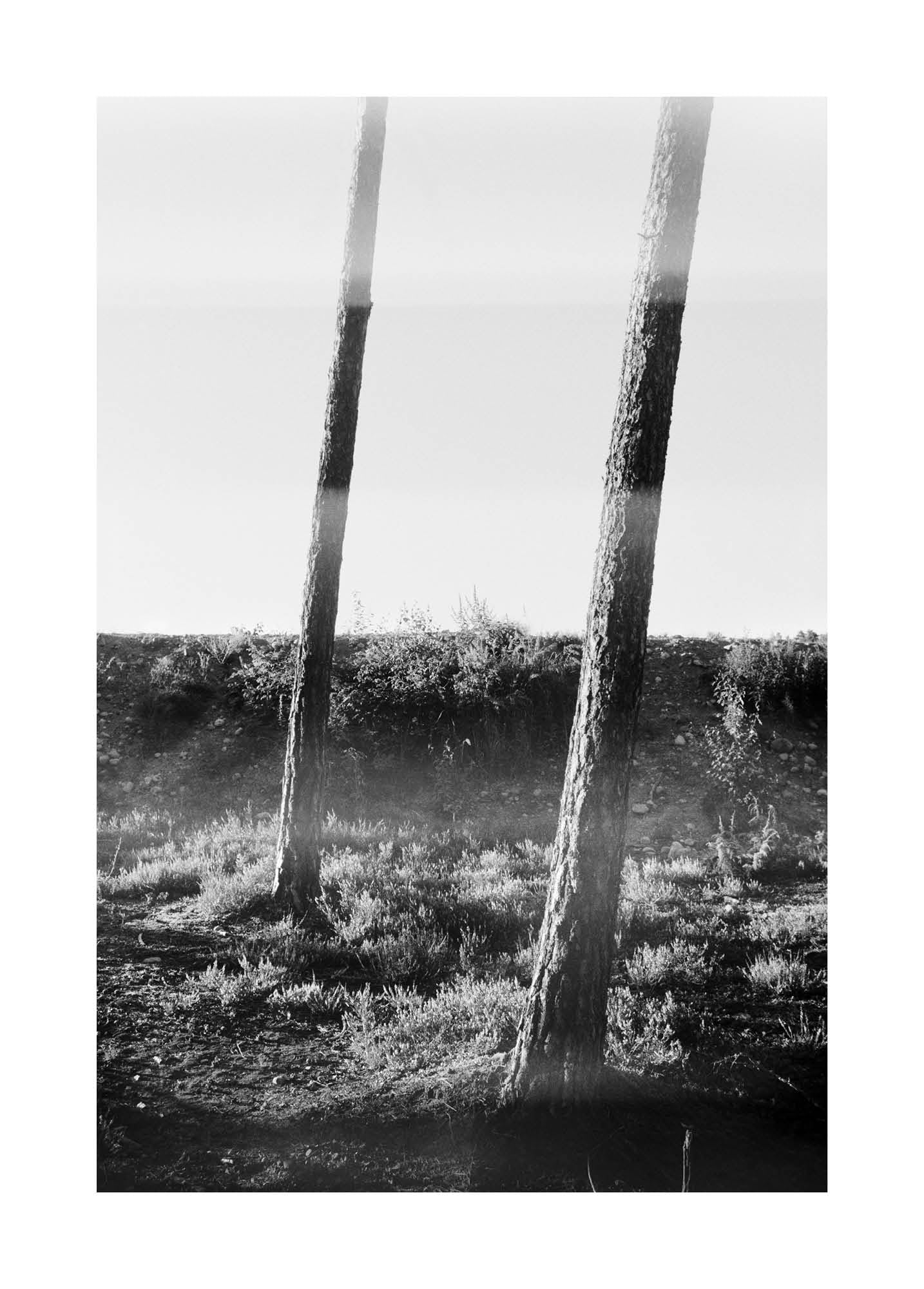 Black and white fine art photograph of a tranquil forest landscape with vertical tree trunks and soft natural light, minimalist composition.