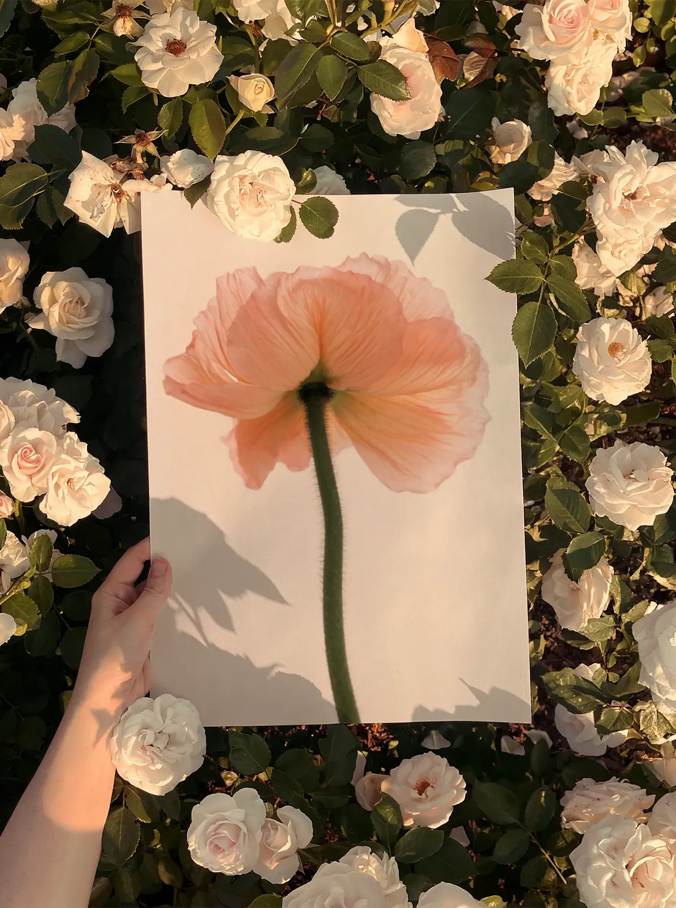 Hand holding the Pink Poppy fine art print surrounded by blooming white roses in soft evening light. Scandinavian photography with natural tones and poetic minimalism. Printed in Sweden, exclusive at Monday Gallery.