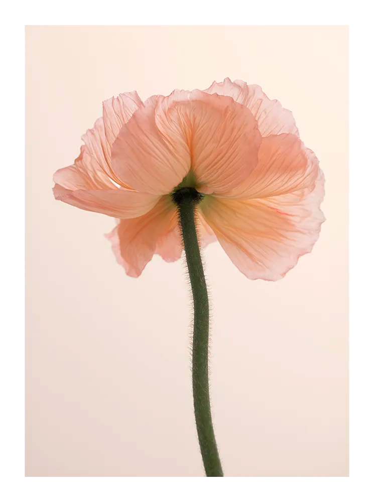 Close-up of a pink poppy flower against a soft pastel background. Minimalist fine art photography inspired by Scandinavian design. Printed in Sweden, exclusive at Monday Gallery.