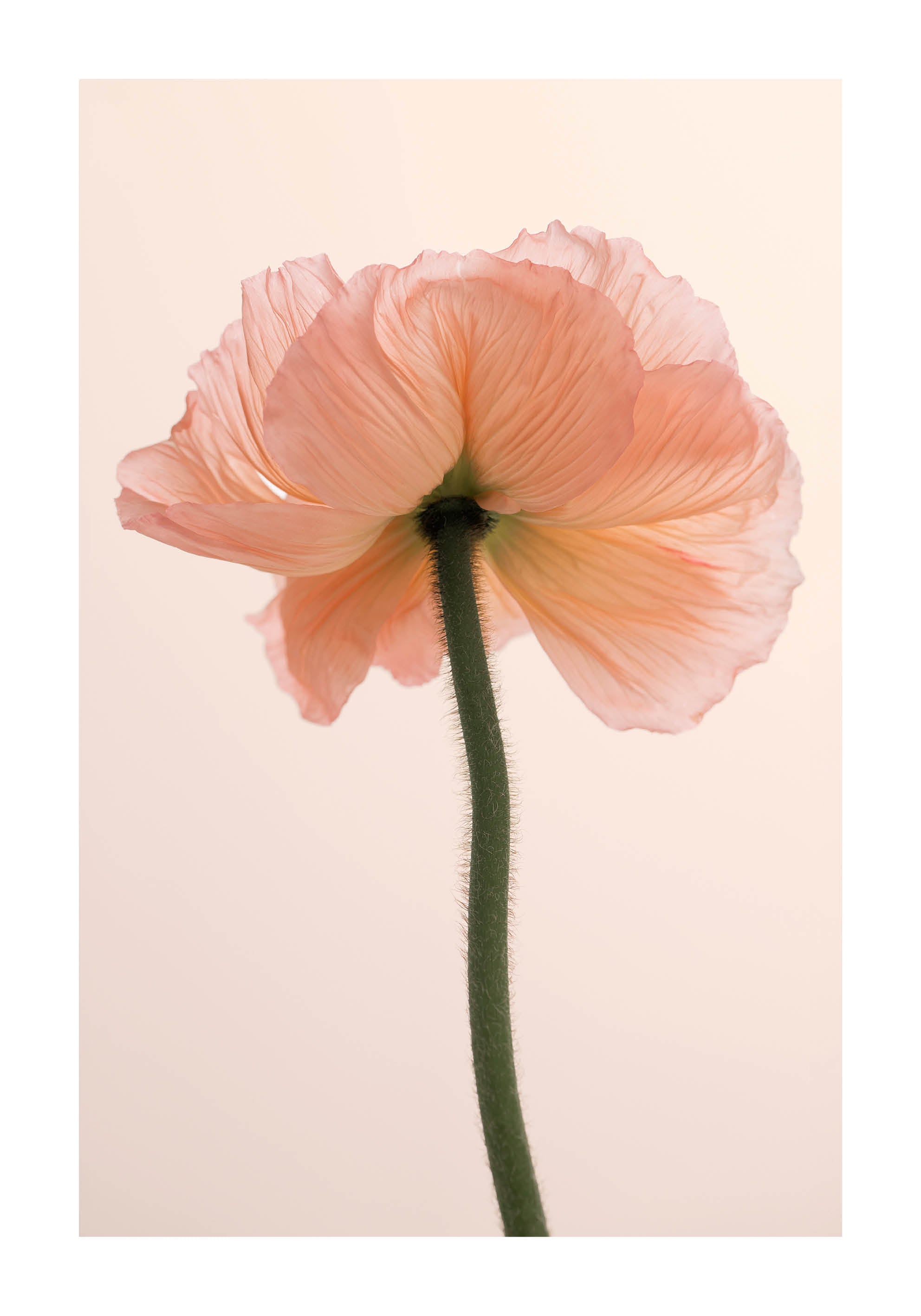 Close-up of a pink poppy flower against a soft pastel background. Minimalist fine art photography inspired by Scandinavian design. Printed in Sweden, exclusive at Monday Gallery.