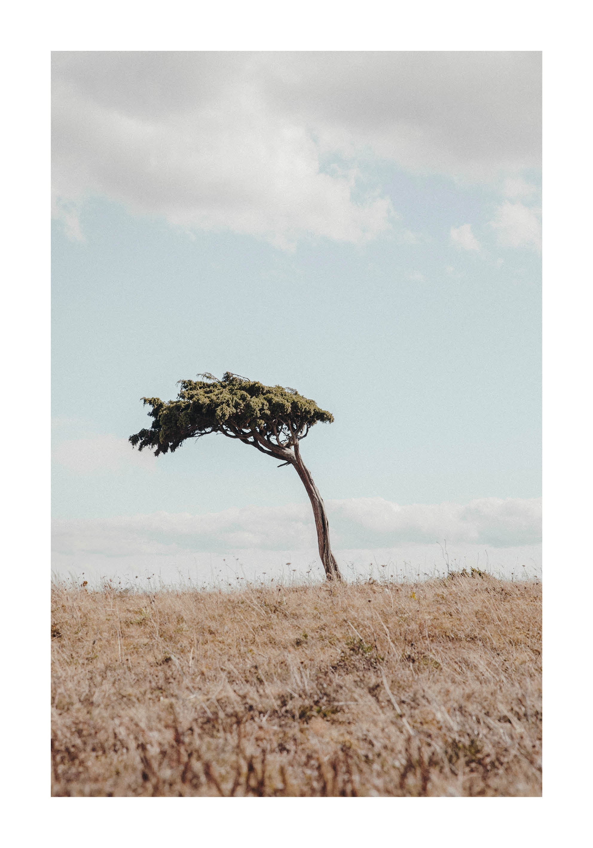 Minimalist landscape photograph of a solitary tree on dry grassland under a pale blue sky.